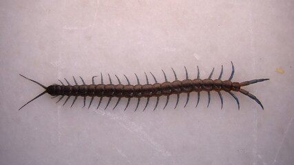 centipede isolated .
centipede on white background.
close up of centipede.
closeup centipede
insects, insect, bugs, bug, animals, animal, wildlife, wild nature, forest, woods, garden, park