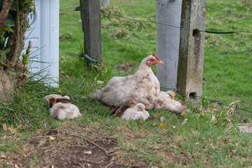 White hen with little sleeping chickens laying down on grass near to a dog tree at sunny day country field. Farming and animals concept