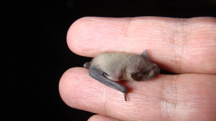 Bat. baby bat on hand Veterinarian examining a bat Birth of new life, cute baby animal, life ,cute...
