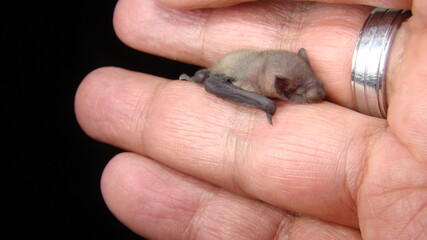 Obraz premium Bat. baby bat on hand Veterinarian examining a bat Birth of new life, cute baby animal, life ,cute animal, beautiful animal. Veterinarian wildlife Veterinary medicine exotic veterinarian wildlife vet