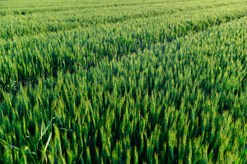 Wheat in the fields, green