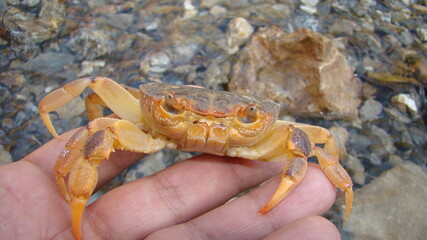 Crab. Close up of a crab Claw crab - closeup Big crab in the water at the beach , nature , sea , river, beach, animal, animals, wildlife, wild nature
