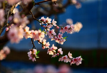 In full bloom in the peach blossom