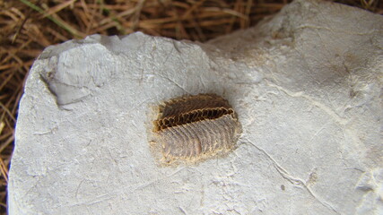 praying mantis
close up praying mantis eggs on the stone - Pile of mantis
closeup mantis
Hunting animal, insect, insects, bugs, bug, animals, animal, wildlife, wild nature, forest, woods, garden, park