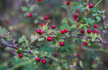 Tree with beautiful red fruits. Outdoor plants with green leaves and red berries.