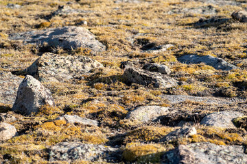 Close up of tundra in Rocky Mountain National Park Colorado, in autumn, along Trail Ridge Road