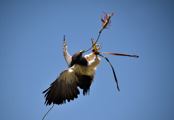 aguila en una exhibicion