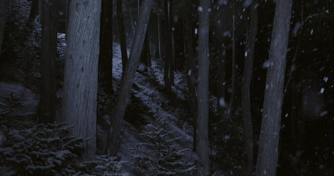 Snow falling in forest at night, Maine, USA