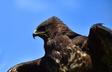 cabeza de aguila