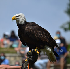 aguila de cabeza blanca americana