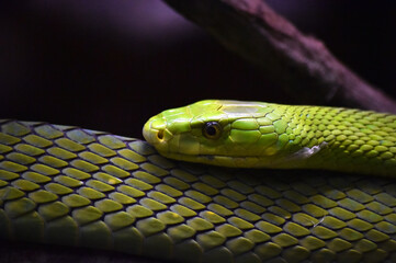 a green snake in the jungle