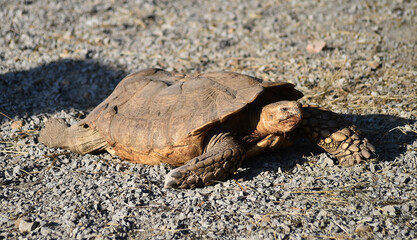 old and big turtle