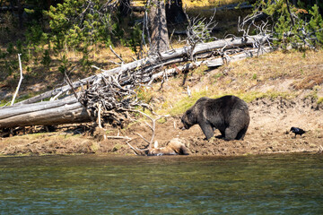 Grizzly bear with his buried bull elk carcass he caught along the Yellowstone River. Ravens watch, in Yellowstone National Park