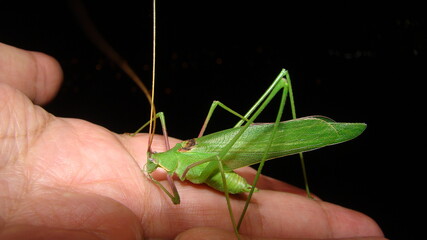 Katydid on the hand.  
green katydids isolated on black background.
camouflage katydid.
camouflage insects.
camouflage animals.
insects, insect, bugs, bug, animal, wildlife, wild nature, forest, woods