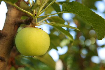 Ripe apple on tree branch in garden, closeup. Space for text