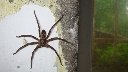 Spider on the wall in an abandoned house.
Spider on isolated white background
Spider waiting for prey
close up closeup spider
insect, insects, bug, bugs, animal, animals, wildlife, wild nature, forest