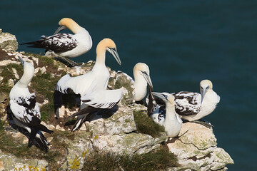 Gannets on the rocks
