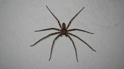 Spider on isolated white background.
Spider is waiting for prey.
close up of spider.
closeup...