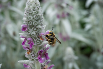 Bee on a purple flower in the nature