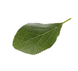 Fototapeta premium Fresh green plum leaf isolated on white