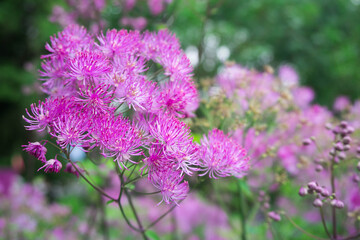 Purple and pink flowers in the nature