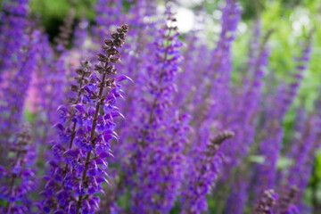 Naklejka na ściany i meble Purple flowers in the nature