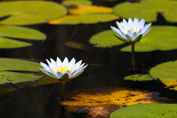 Blue Star Lotus Waterlily Flowers With Lily Pads (Nymphaea nouchali), Groot Marico, South Africa