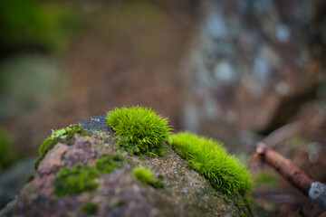 moss on the rock