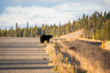Mother bear checking on her cub while standing the side of a highway in Yukon Territory, northern Canada. Taken in autumn, September. 