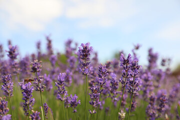 Beautiful blooming lavender field on summer day, closeup