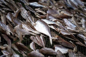 Dry fishes in local market shelf. Food preservation method photo, Selective focus at the center part.