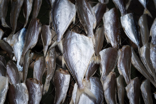 Dry fishes in local market shelf. Food preservation method photo, Selective focus at the center part.