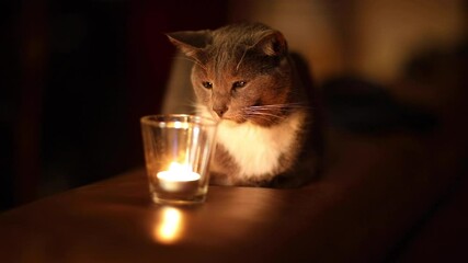 Gray cat that looks at the candle. The feeling of comfort. Magical look. Home cosy concept.  - Powered by Adobe