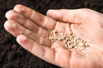 Woman holding pile of tomato seeds over soil, closeup. Vegetable planting