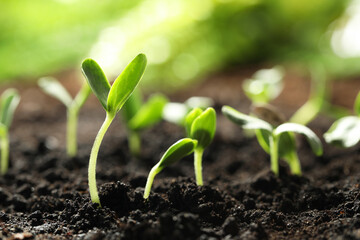 Young vegetable seedlings growing in soil outdoors, space for text
