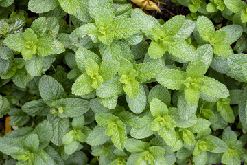 Top view of bright green mint leaves © Don Pezzano/Wirestock