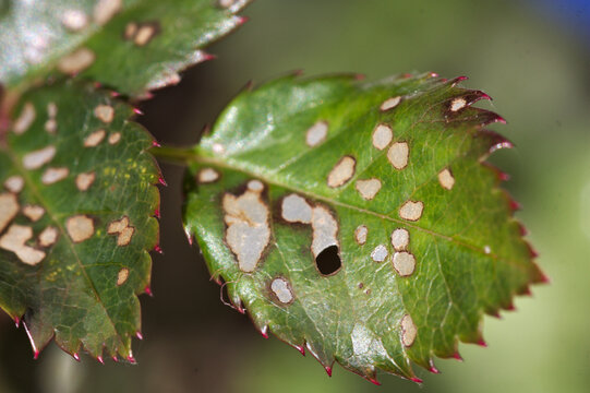 Detail of the leaf of a diseased or parasitized rose bush