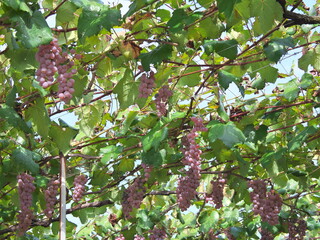 Yamanashi,Japan-September 29, 2020:　Koshu Grape hanging from grapevine trellis 
