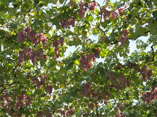 Yamanashi,Japan-September 29, 2020:　Koshu Grape hanging from grapevine trellis 
