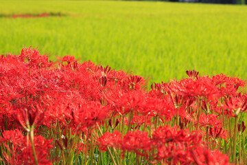 彼岸花と田んぼ