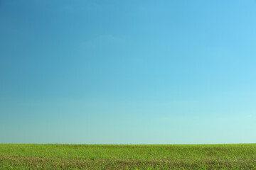 Beautiful landscape with green grass on sunny day