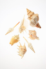 Obraz premium 貝殻