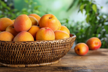 Many fresh ripe apricots in wicker bowl on wooden table against blurred background