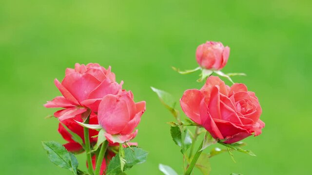 Red roses on background
