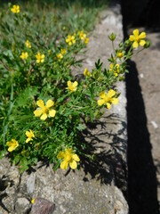 bright yellow flowers sprouting through the asphalt at the curb of the sidewalk
