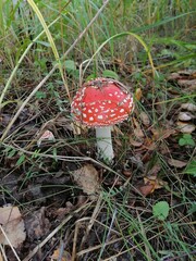 fly agaric mushroom