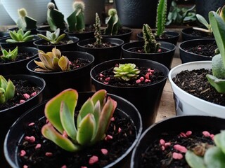 succulent plants suitable for planting in the yard