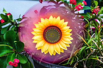 Sunflower with pink spinner