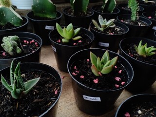 succulent plants suitable for planting in the yard