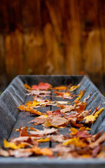 fallen leaves